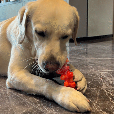 FoolalaFlame Bone Dog Chew Toy For Aggressive Chewers