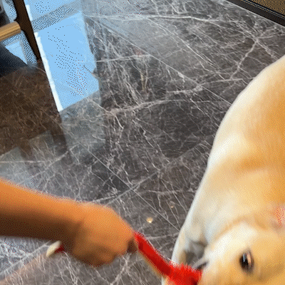 Foolala Cute King Crab Squeak Plush Dog Toy For Aggressive Chewers